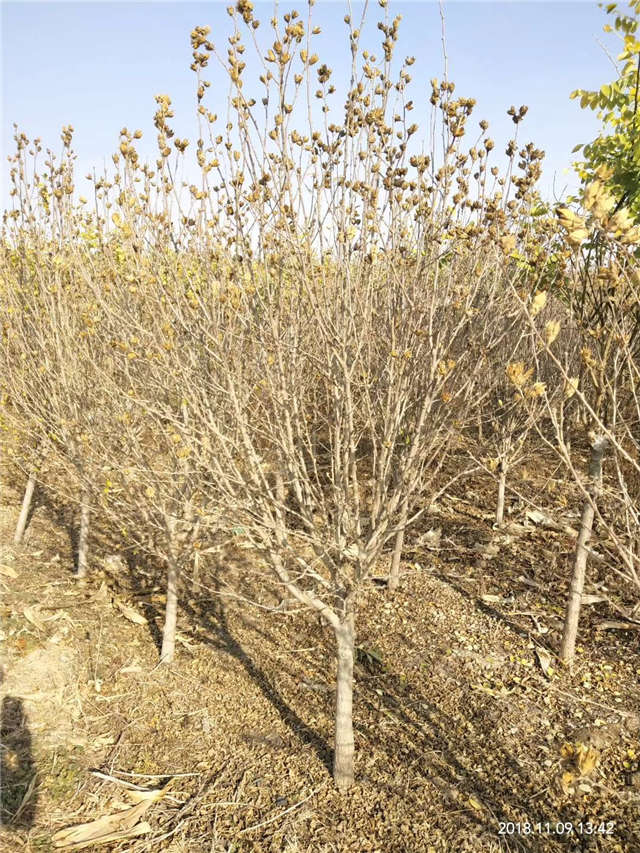 獨(dú)干木槿照片種植基地實(shí)拍