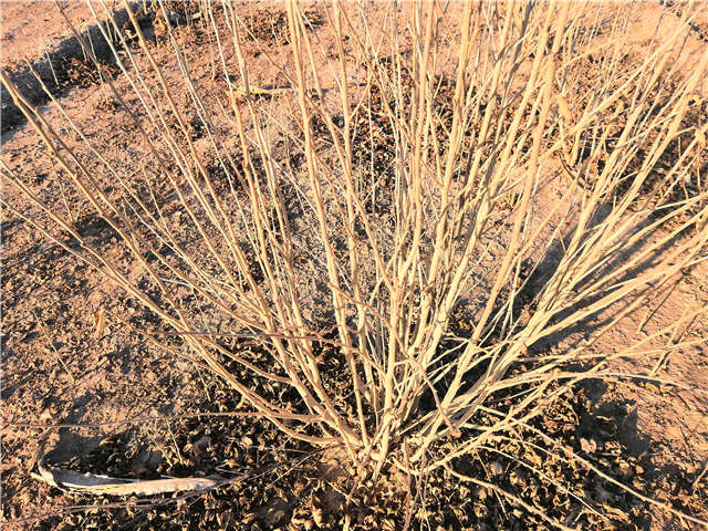 叢生木槿照片種植基地實(shí)拍