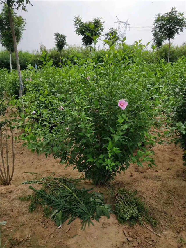 叢生木槿照片種植基地實(shí)拍