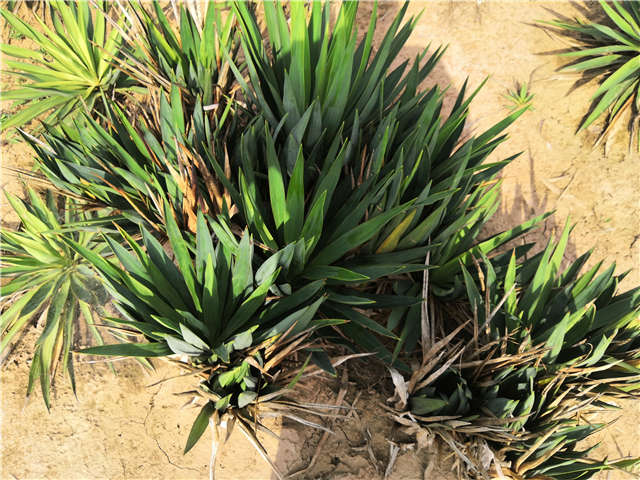 沭陽(yáng)長(zhǎng)景園林劍麻種植基地實(shí)拍圖片