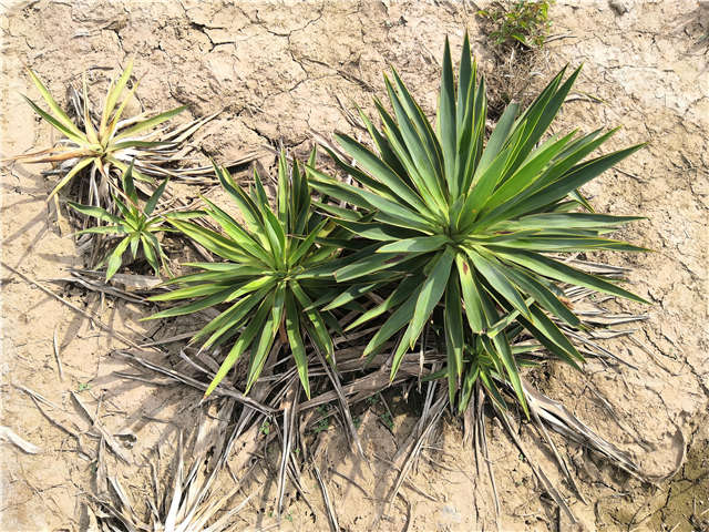 沭陽(yáng)長(zhǎng)景園林劍麻種植基地實(shí)拍圖片