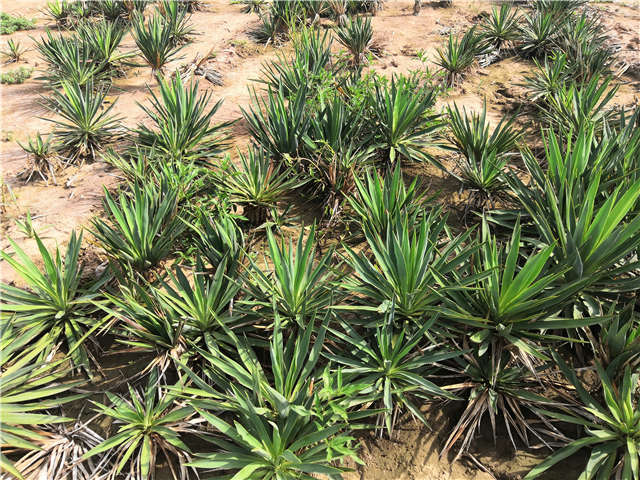 沭陽(yáng)長(zhǎng)景園林劍麻種植基地實(shí)拍圖片