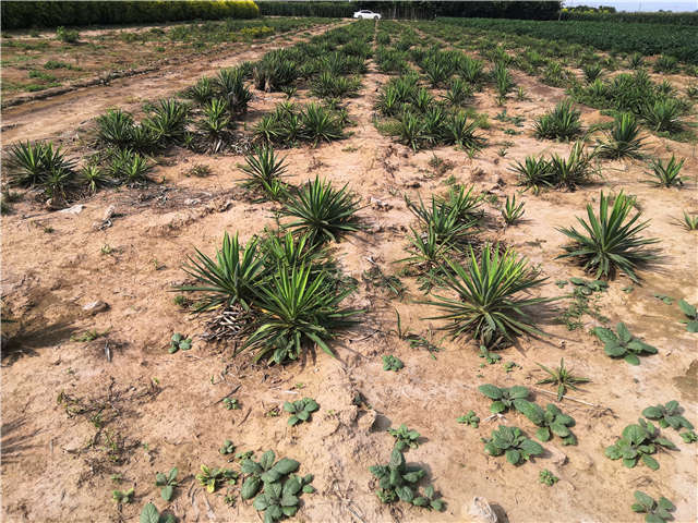 沭陽(yáng)長(zhǎng)景園林劍麻種植基地實(shí)拍圖片