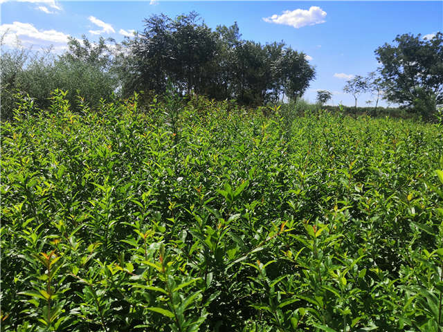 沭陽長景園林花石榴種植基地實拍圖片