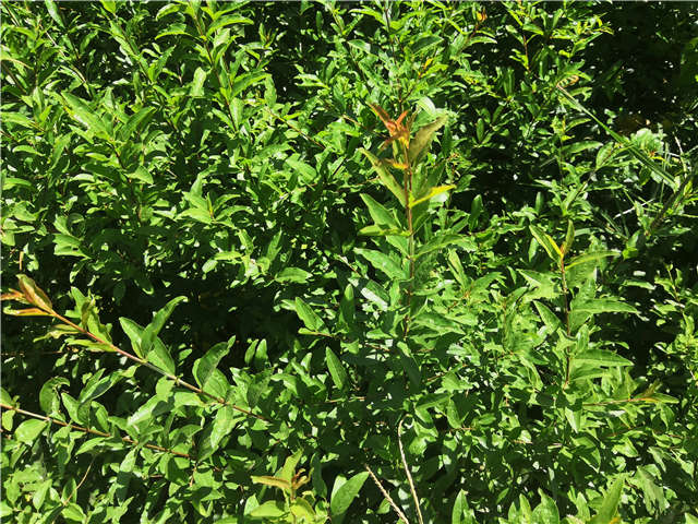 沭陽長景園林花石榴種植基地實拍圖片