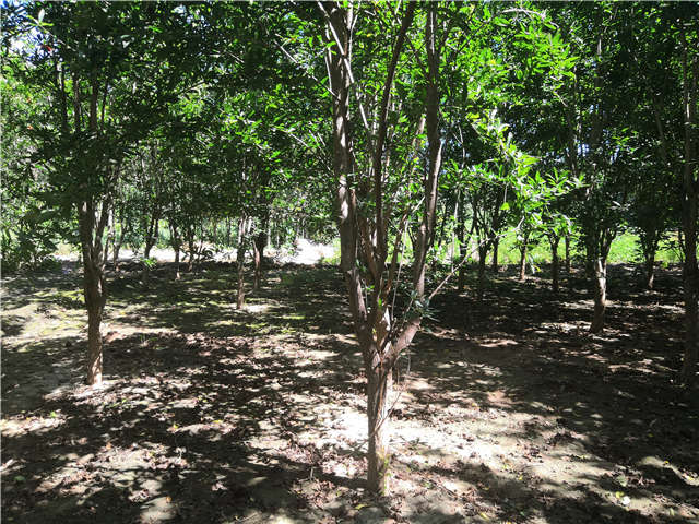 沭陽長景園林花石榴種植基地實拍圖片