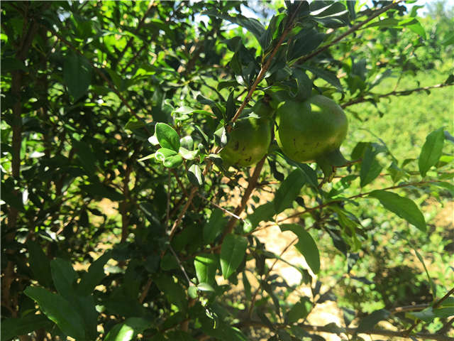 沭陽長景園林花石榴種植基地實拍圖片