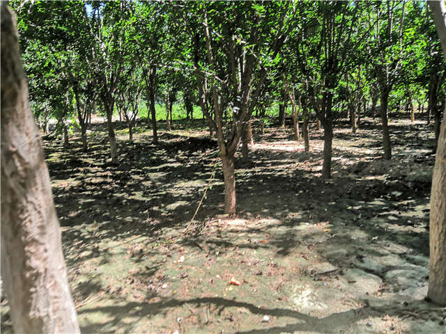 沭陽長景園林花石榴種植基地實拍圖片