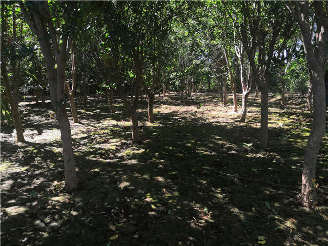 沭陽長景園林花石榴種植基地實拍圖片